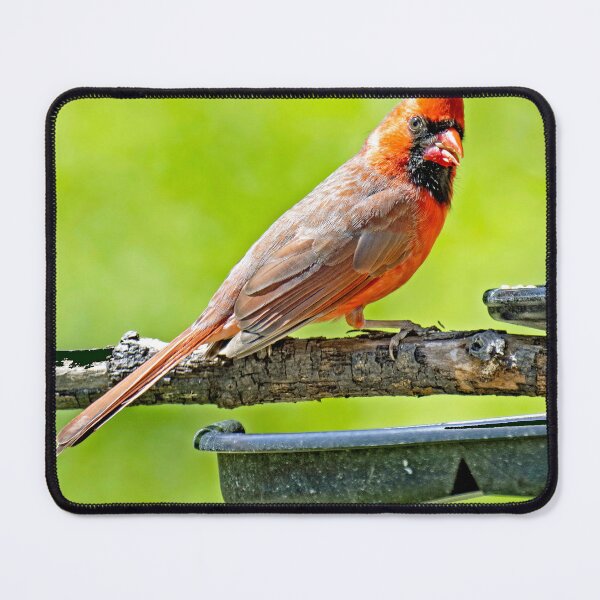 Item preview, Northern Cardinal Male Perched on Branch Above a Feeder designed and sold by AMacGPhilly.