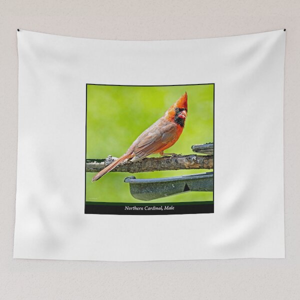 Item preview, Northern Cardinal Male Perched on Branch Above a Feeder designed and sold by AMacGPhilly.