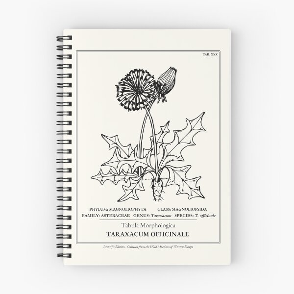 Item preview, Botanical Study: Taraxacum Officinale Dandelion Scientific Illustration designed and sold by NuvoraNest.