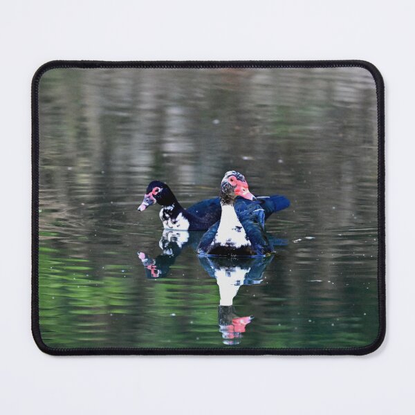 Item preview, Morning Swim  designed and sold by Glennphotos.