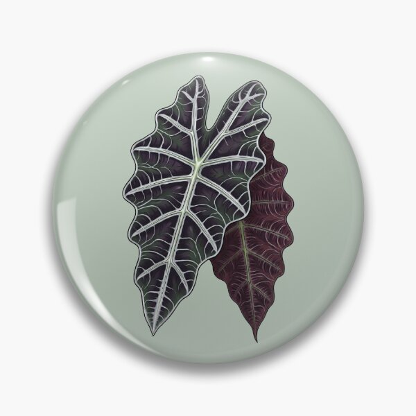 Item preview, Alocasia x amazonica (African Mask Plant) Leaves designed and sold by MessyHandsCo.
