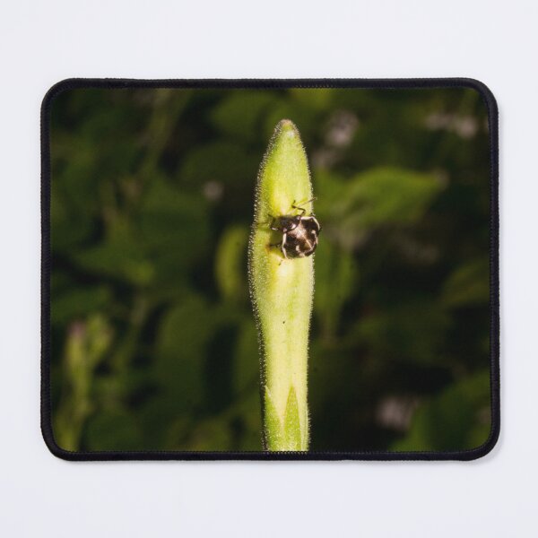 Item preview, twice-stabbed stink bug designed and sold by ROSE ANN BANILAR.