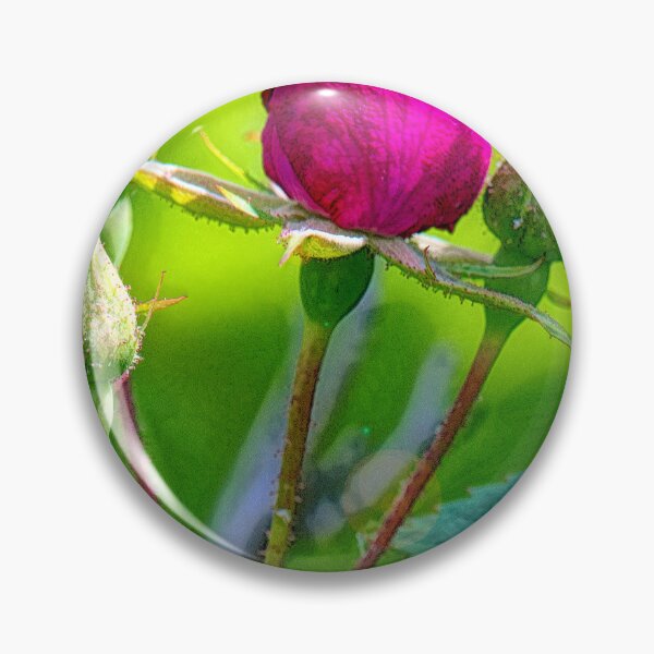 Item preview, Rose Bud About to Open with Others to Follow designed and sold by AMacGPhilly.