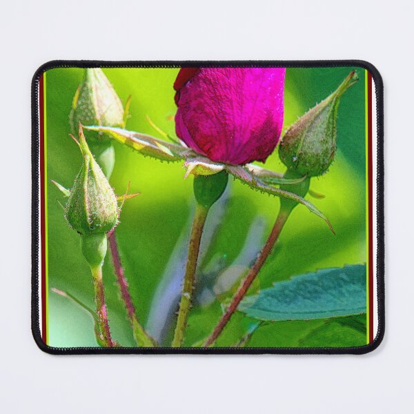 Item preview, Rose Bud About to Open with Others to Follow designed and sold by AMacGPhilly.