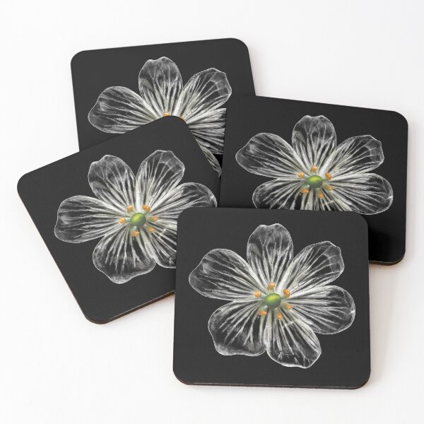 Item preview, Skeleton Flower (Diphylleia grayi) designed and sold by PNWBeePhotos.