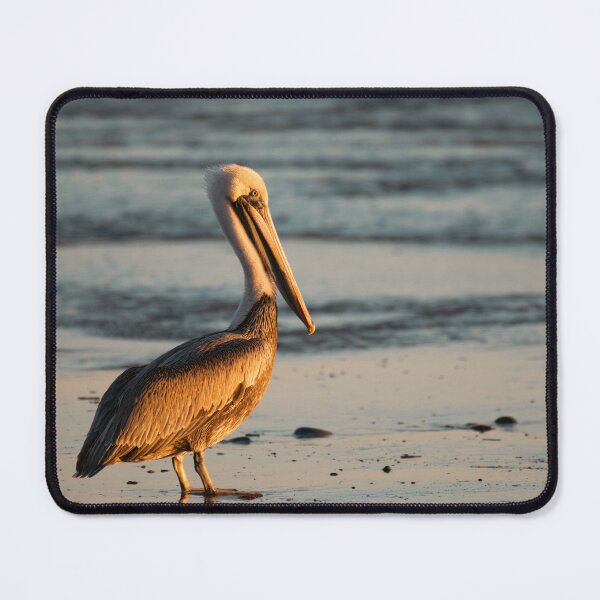 Item preview, Golden Hour Brown Pelican Santa Barbara Beach Photography designed and sold by Elwynn WildLight Photography.