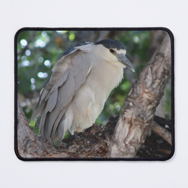 Item preview, Black-Crowned Night Heron designed and sold by Kaybytes.