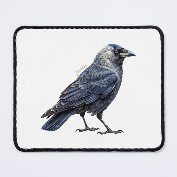 Item preview, Jackdaw bird, Garden Bird designed and sold by iclipart.
