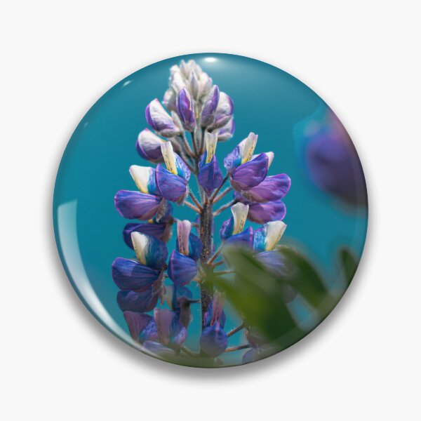 Artikelvorschau, Leuchtend violette Lupinenähre, False Pass, Alaska – Wildblumenfotografie entworfen und verkauft von Elwynn WildLight Photography.