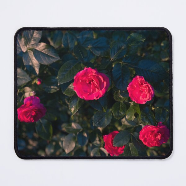 Item preview, Vibrant Magenta Roses in Bloom designed and sold by Georgia Mizuleva.