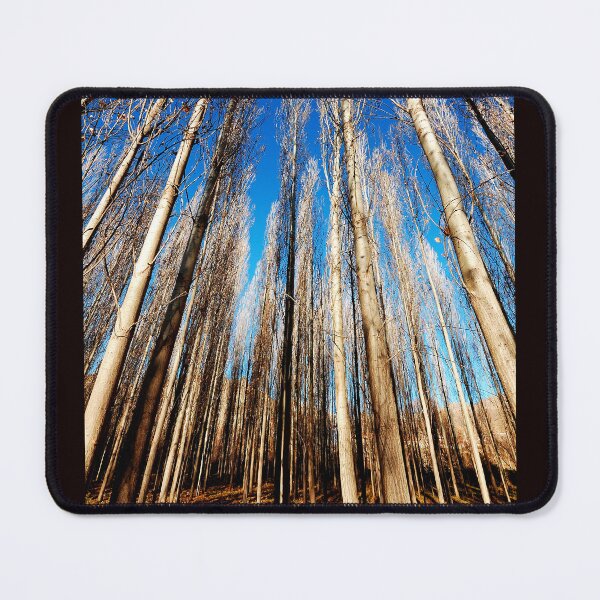 Item preview, Tall Trees Looking Up – Minimal Forest Sky Wall Art designed and sold by onubi.