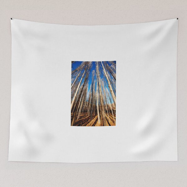 Item preview, Tall Trees Looking Up – Minimal Forest Sky Wall Art designed and sold by onubi.