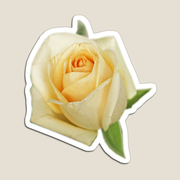 Item preview, A  Yellow Rose designed and sold by Murph's Images.