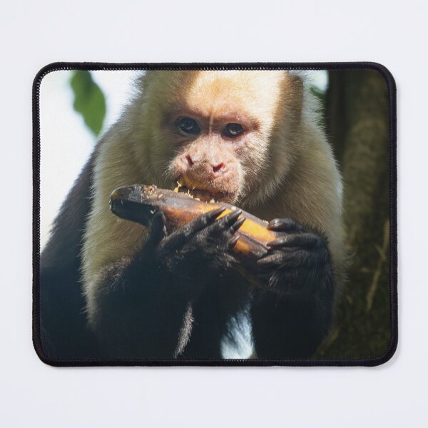 Item preview, Me With Snacks Monkey Meme Funny Food Lover Sticker Capuchin Eating Humor Gift designed and sold by WildFrameNature.