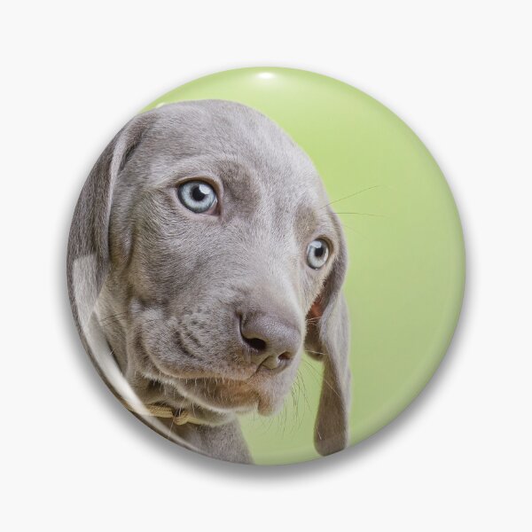 Item preview, Sadsac Designs - Weimaraner Puppy designed and sold by SadSacDesigns.