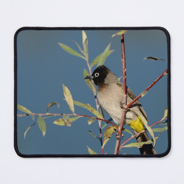 Item preview, White Spectacled Bulbul on Branch – Wildlife Bird Photography Nature Aesthetic Wall Art designed and sold by onubi.