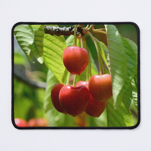 Item preview, Fresh Red Cherries on Tree Branch Vibrant Summer Fruit Nature Aesthetic designed and sold by onubi.