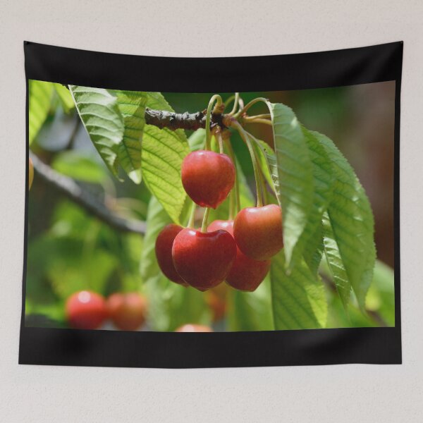 Aperçu de l'œuvre Fresh Red Cherries on Tree Branch Vibrant Summer Fruit Nature Aesthetic créée et vendue par onubi.