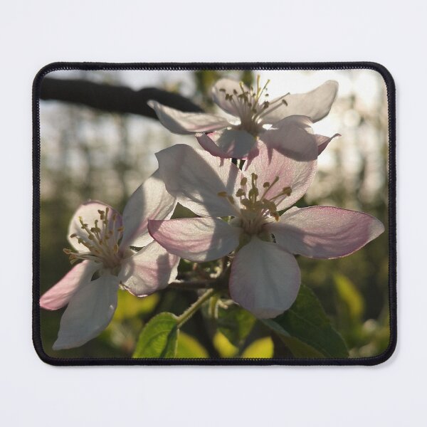 Item preview, Sunlit Apple Blossoms in French Orchard designed and sold by Kainicram.