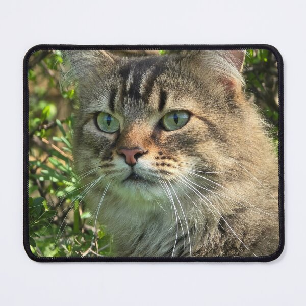 Item preview, fluffy kitty designed and sold by Shopping Alley.