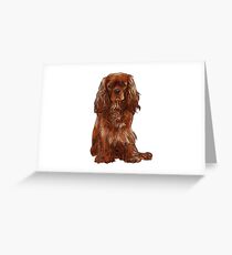 Cavalier King Charles Spaniel - Ruby Greeting Card