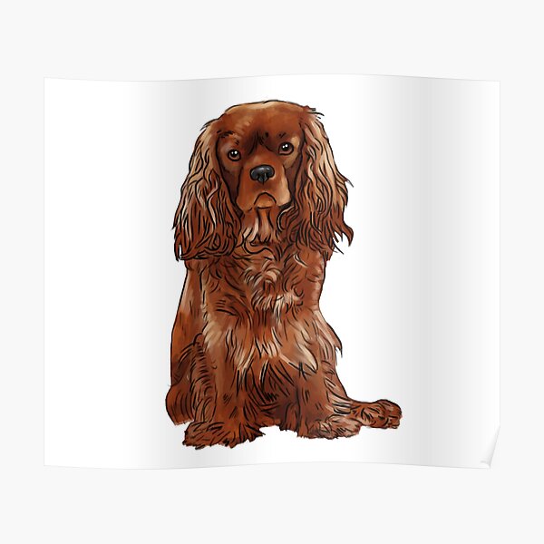 Cavalier King Charles Spaniel - Ruby Poster