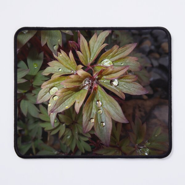 Item preview, Rain on Bleeding Heart leaves  designed and sold by Cblifeisgood.