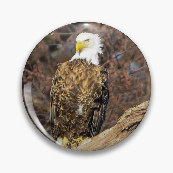 Item preview, Bald eagle  designed and sold by KB520PHOTOGRAPH.
