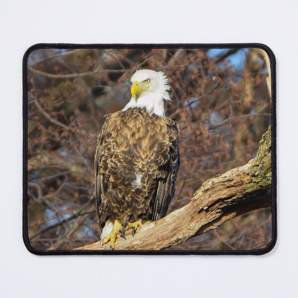 Item preview, Bald eagle  designed and sold by KB520PHOTOGRAPH.