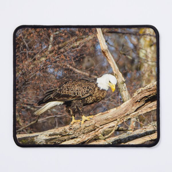 Item preview, On the look out designed and sold by KB520PHOTOGRAPH.