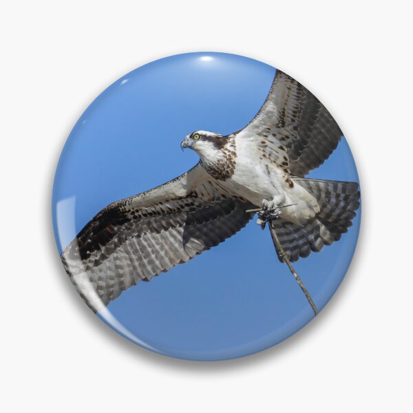 Item preview, Female Osprey with nesting material 4-5-2026 designed and sold by Thomasyoung.