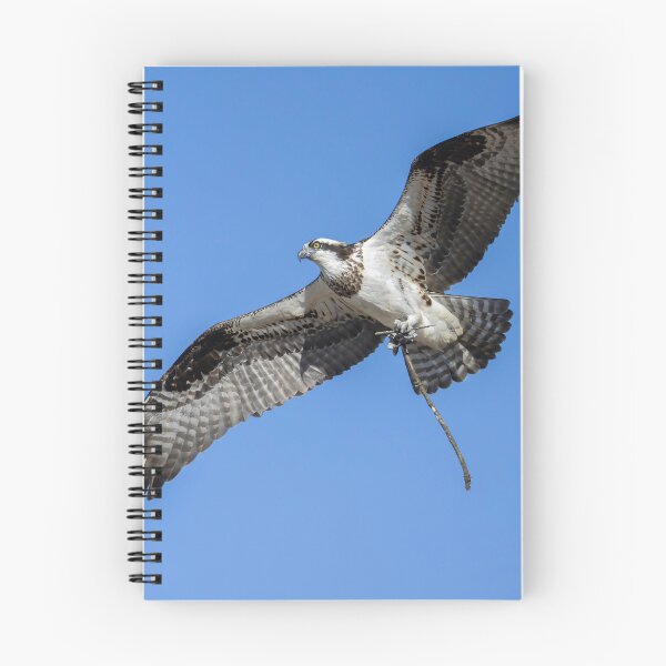 Item preview, Female Osprey with nesting material 4-5-2026 designed and sold by Thomasyoung.