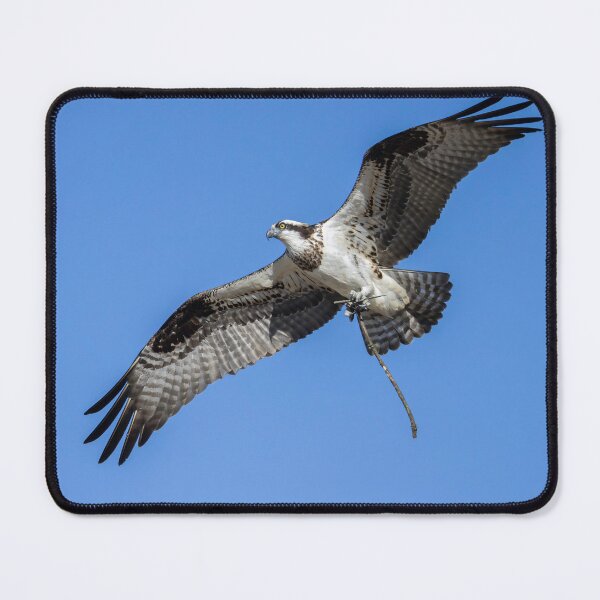 Item preview, Female Osprey with nesting material 4-5-2026 designed and sold by Thomasyoung.