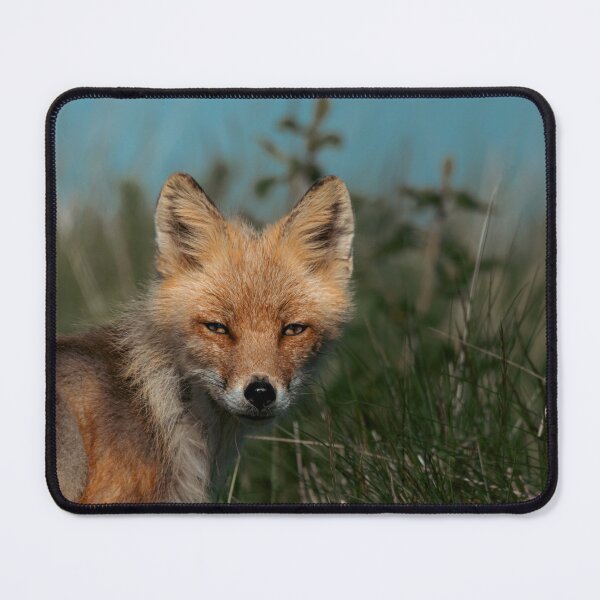 Item preview, Curious Red Fox Alaskan Wilderness Portrait Photography designed and sold by Elwynn WildLight Photography.
