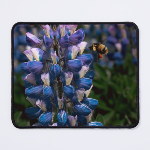 Item preview, Bumblebee Visiting Purple Lupine False Pass Alaska Wildflower Photography designed and sold by Elwynn WildLight Photography.