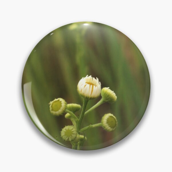 Item preview, Spring Garden Awakening: Chamomile Flower Buds designed and sold by vikko-art.