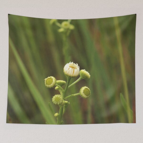 Item preview, Spring Garden Awakening: Chamomile Flower Buds designed and sold by vikko-art.