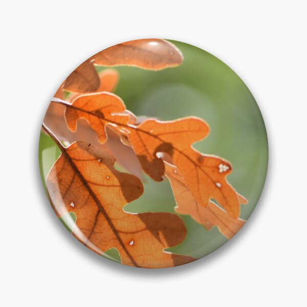 Artikelvorschau, Golden Oak Leaves Sunlight Minimal Nature Aesthetic Autumn Wall Art entworfen und verkauft von onubi.