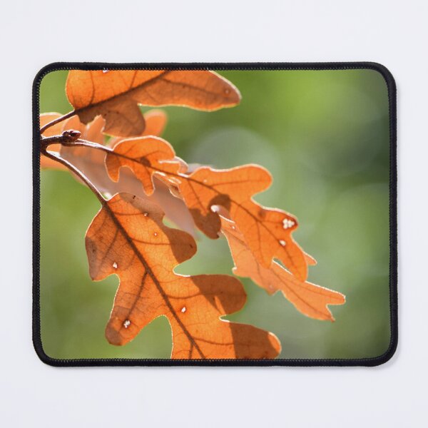 Item preview, Golden Oak Leaves Sunlight Minimal Nature Aesthetic Autumn Wall Art designed and sold by onubi.