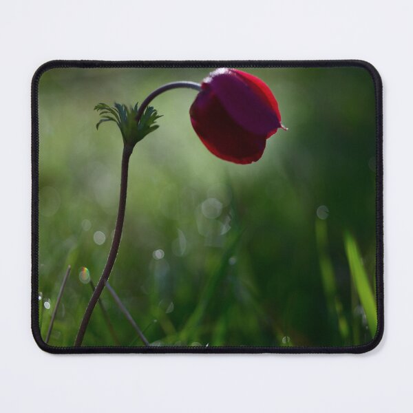 Artikelvorschau, Single Red Flower Minimal Nature Aesthetic Soft Light Botanical Wall Art entworfen und verkauft von onubi.