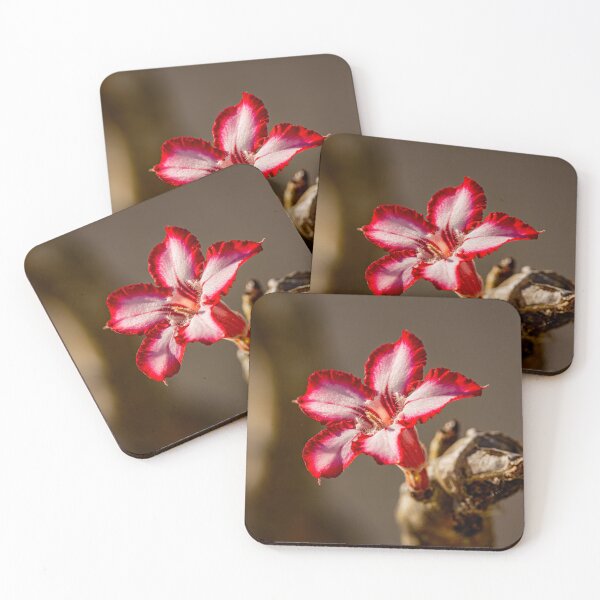 Item preview, Impala Lily Single Bloom - Minimalist African Wildflower Fine Art, Kruger National Park designed and sold by Johnathan Robinson Photography.