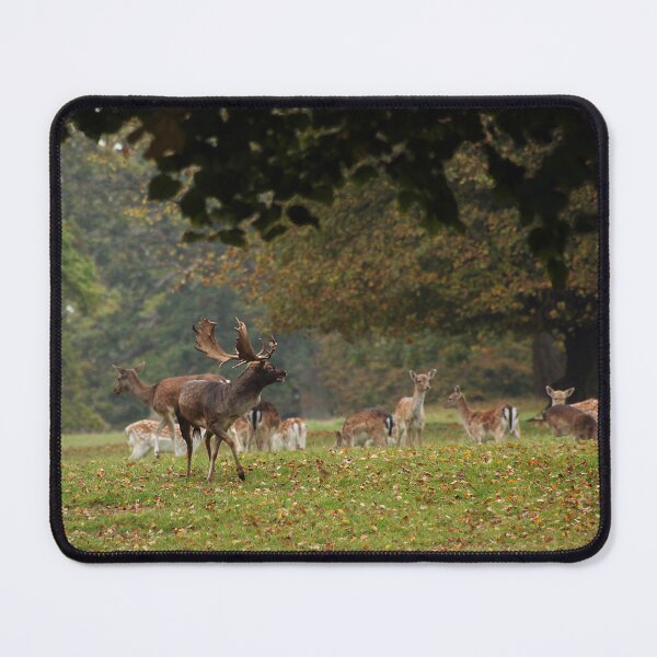 Item preview, Fallow Deer designed and sold by Murph's Images.