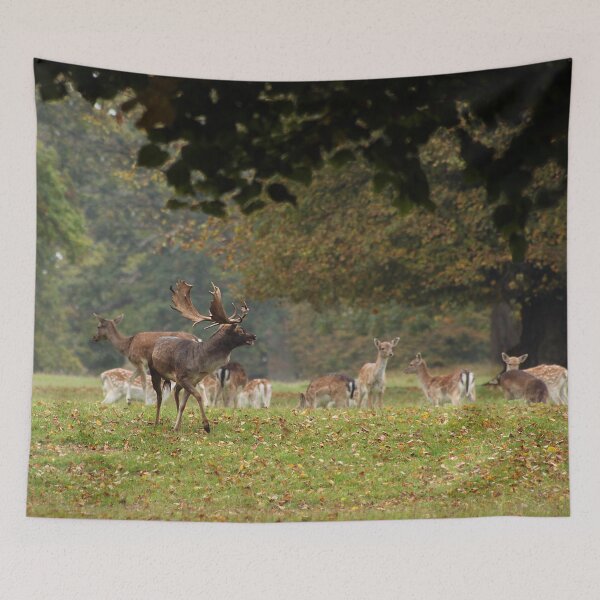 Item preview, Fallow Deer designed and sold by Murph's Images.