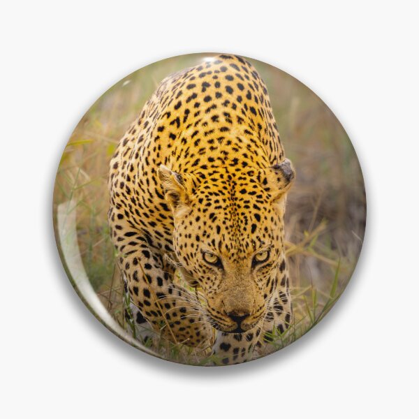 Item preview, Leopard Full Frontal Stalk - Ultimate African Big Cat Wildlife Photography, Kruger National Park designed and sold by Johnathan Robinson Photography.