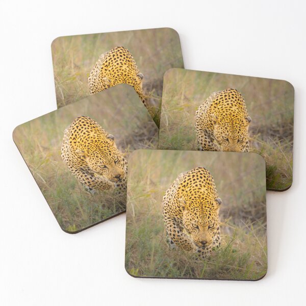 Item preview, Leopard Full Frontal Stalk - Ultimate African Big Cat Wildlife Photography, Kruger National Park designed and sold by Johnathan Robinson Photography.