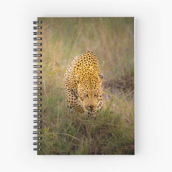 Item preview, Leopard Full Frontal Stalk - Ultimate African Big Cat Wildlife Photography, Kruger National Park designed and sold by Johnathan Robinson Photography.