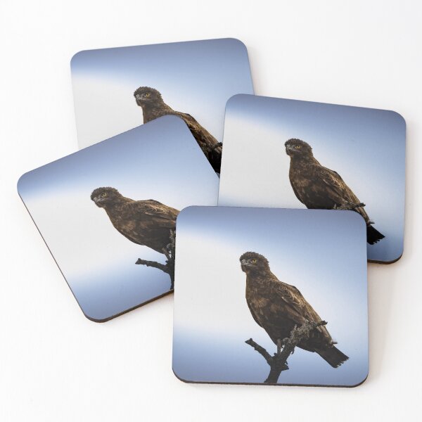 Item preview, Brown Snake Eagle - Dramatic African Raptor Portrait Against Blue Sky, Kruger National Park designed and sold by Johnathan Robinson Photography.