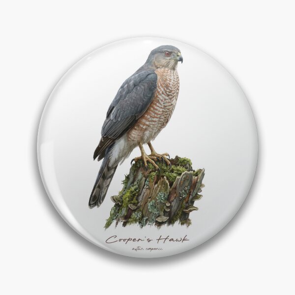 Item preview, Cooper's Hawk on Mossy Stump designed and sold by Takeda-art.