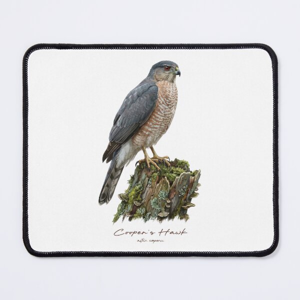 Item preview, Cooper's Hawk on Mossy Stump designed and sold by Takeda-art.