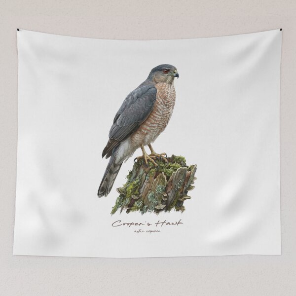 Item preview, Cooper's Hawk on Mossy Stump designed and sold by Takeda-art.